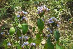 Eranthemum nervosum